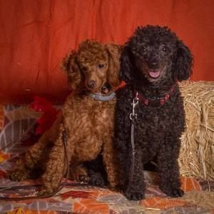 Meet your Posher, Denise